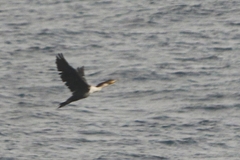 Phalacrocorax carbo maroccanus