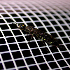 Xiphydria longicollis