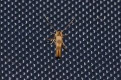 Stathmopoda lethonoa