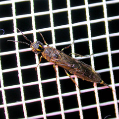 Xiphydria longicollis