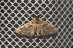 Nacoleia glageropa