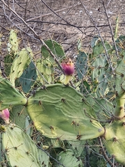 Opuntia