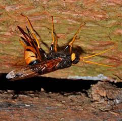 Urocerus gigas