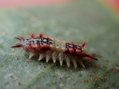 Doratifera quadriguttata