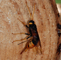 Urocerus gigas
