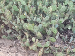 Opuntia