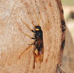Urocerus gigas