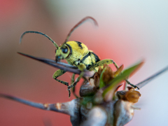 Chlorophorus varius