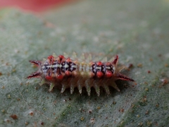 Doratifera quadriguttata