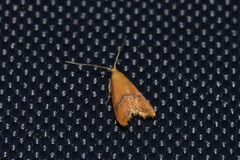 Hapaloteucha paragramma