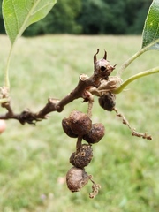 Andricus grossulariae