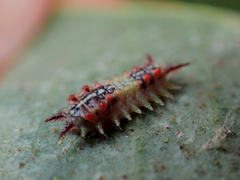 Doratifera quadriguttata