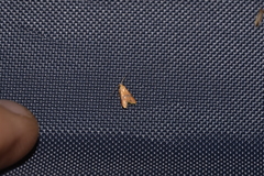 Hapaloteucha paragramma