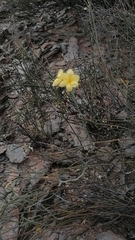Moraea collina