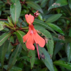 Impatiens verticillata