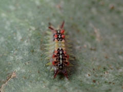 Doratifera quadriguttata