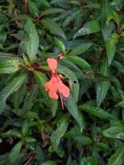 Impatiens verticillata