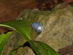 Psychonotis caelius