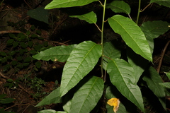 Deeringia amaranthoides
