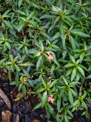 Impatiens verticillata