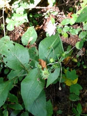 Knautia dipsacifolia