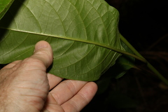 Deeringia amaranthoides