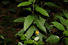 Deeringia amaranthoides