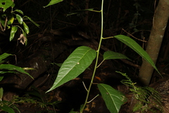 Deeringia amaranthoides