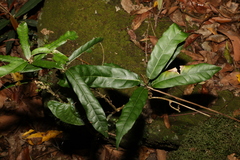 Carronia multisepalea