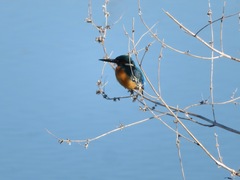 Alcedo atthis bengalensis
