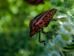 Graphosoma italicum italicum