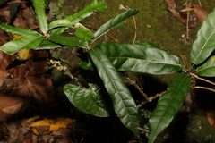 Carronia multisepalea