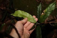 Carronia multisepalea