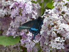 Papilio maackii