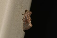 Elusa