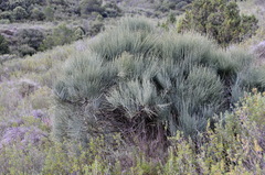 Ephedra fragilis