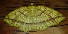 Periclina syctaria