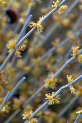 Ephedra fragilis