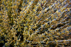 Ephedra fragilis