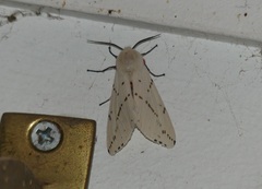 Spilosoma lutea