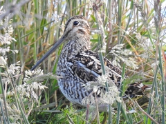 Gallinago magellanica