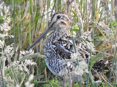 Gallinago magellanica