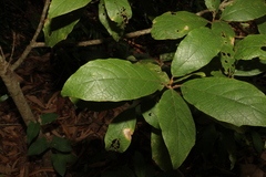 Gmelina leichhardtii