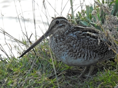Gallinago magellanica