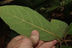 Gmelina leichhardtii