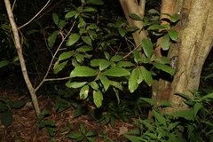 Gmelina leichhardtii