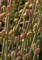 Ephedra fragilis