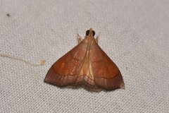 Hydrorybina polusalis