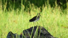 Gallinago paraguaiae