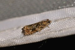 Metrioglypha phyllodes